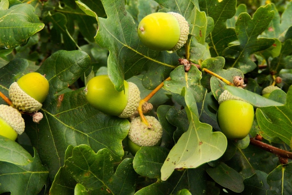 Le chêne (Quercus spp.)