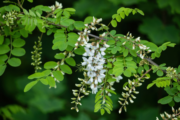 Le robinier (Robinia pseudoacacia)