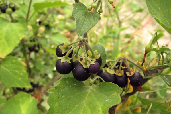La morelle noire (Solanum nigrum)