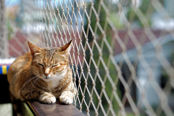 Pourquoi faut-il divertir un chat en appartement ?