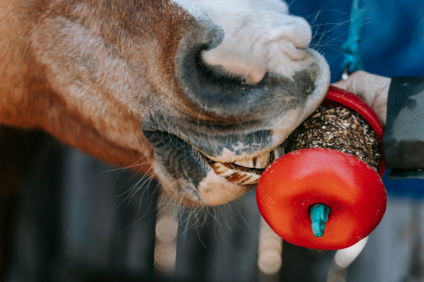 Exemple de recette maison : des friandises saines sans sucre ajouté