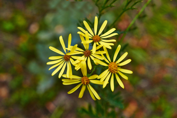 Le séneçon de Jacob (Jacobaea vulgaris)