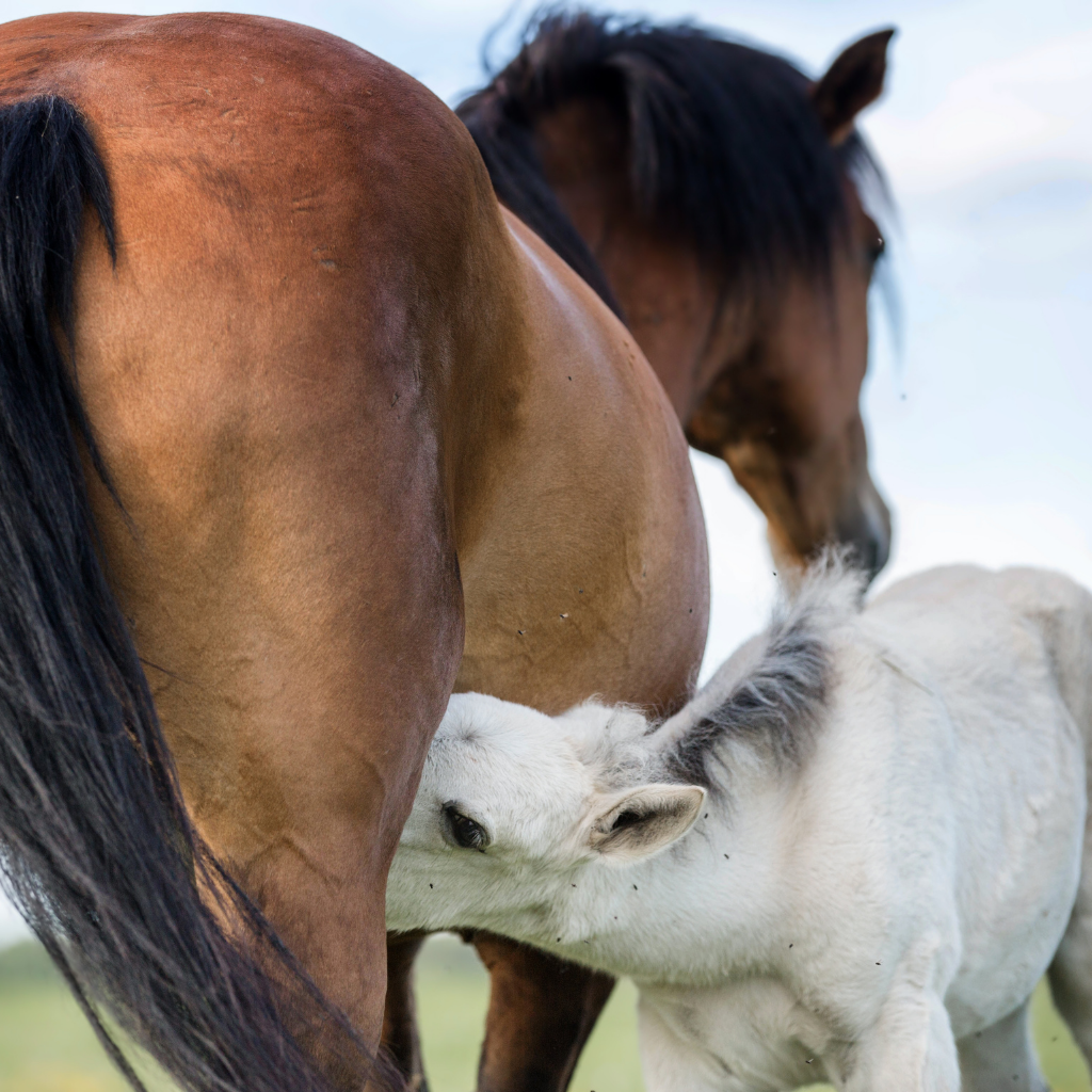 Particularités du lait de jument