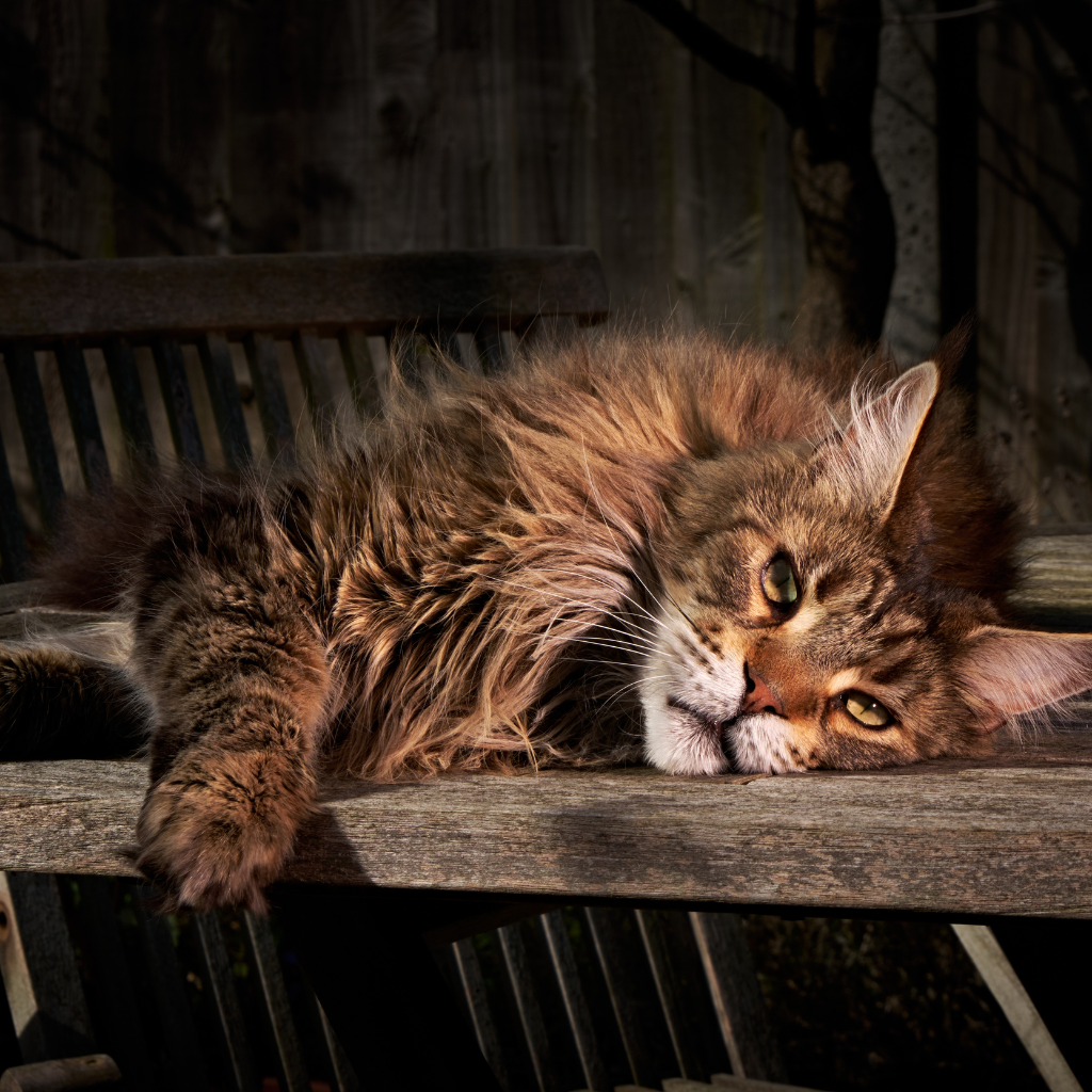 Le Maine Coon comme animal de compagnie : avantages et défis