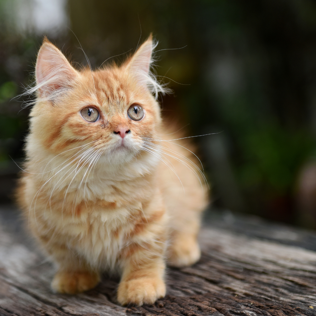 Le Munchkin, le compagnon félin idéal