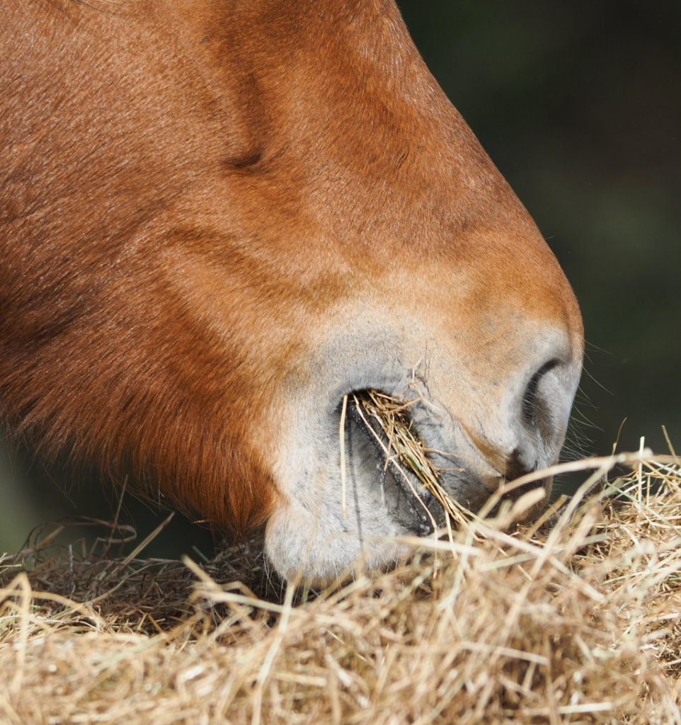 Le foin : la base de toute ration, même chez le cheval athlète