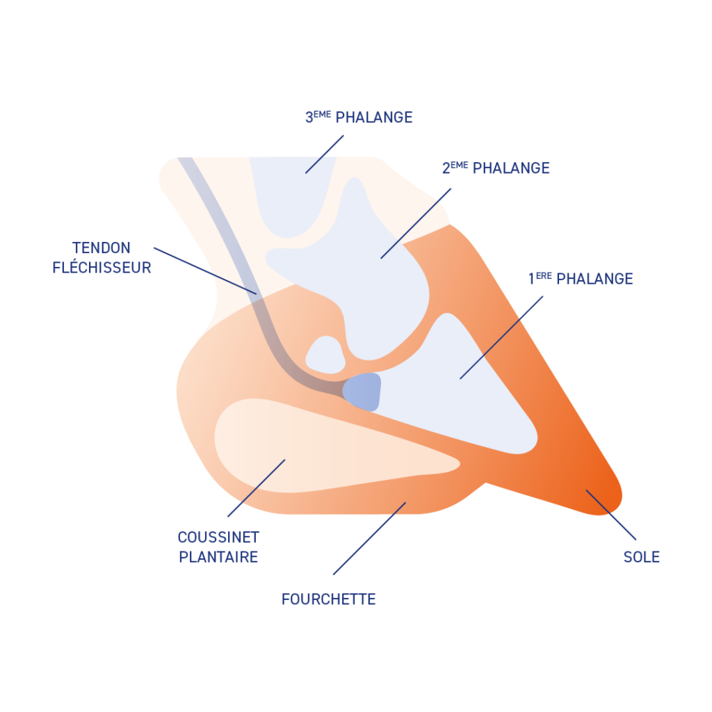 Fourbure du cheval : définition