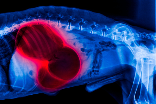 Comprendre le syndrome de dilatation-torsion de l’estomac (SDTE)