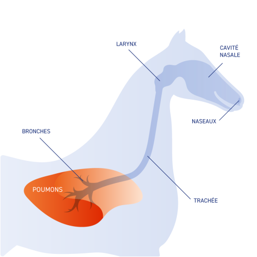 schema systeme respiratoire cheval