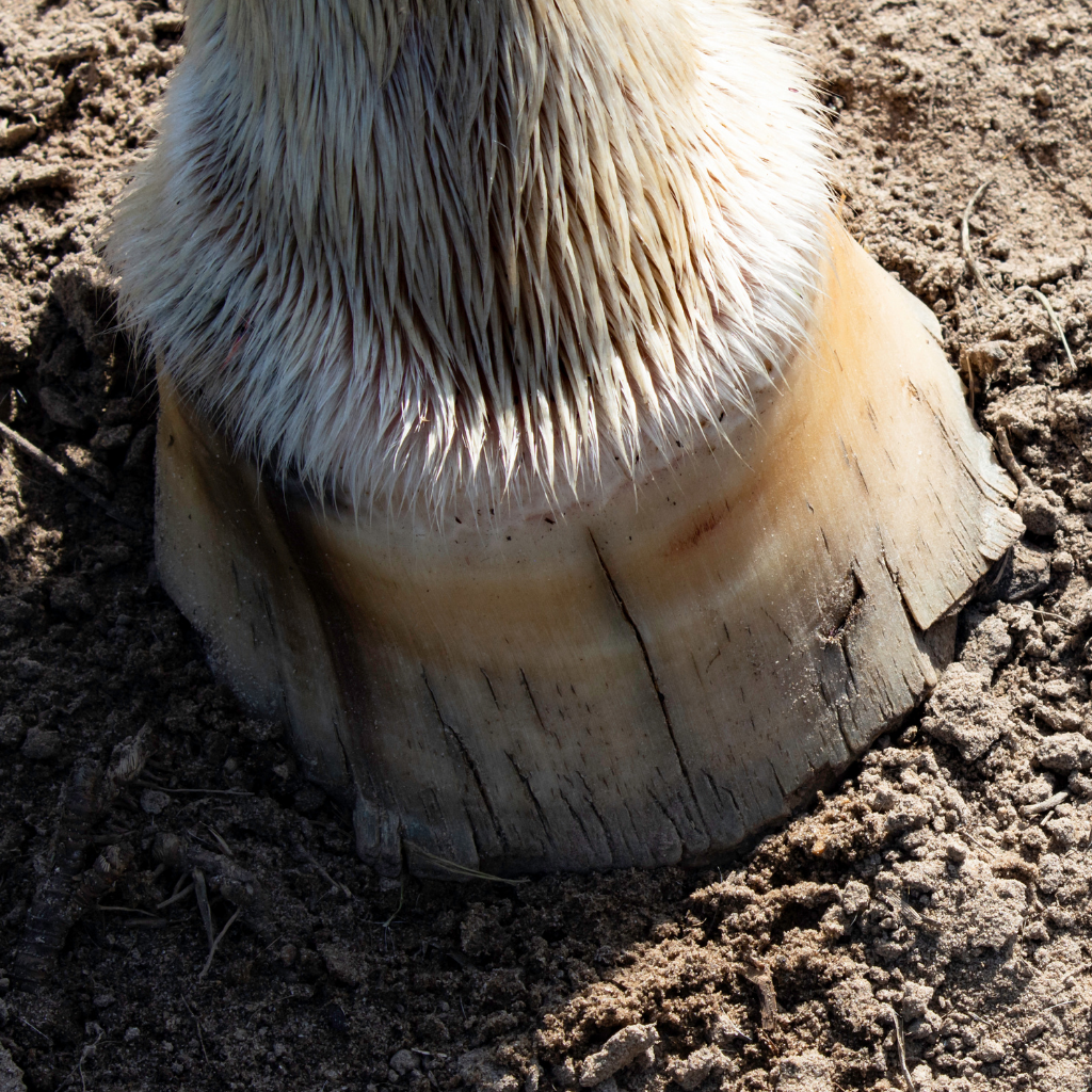 Facteurs favorisants