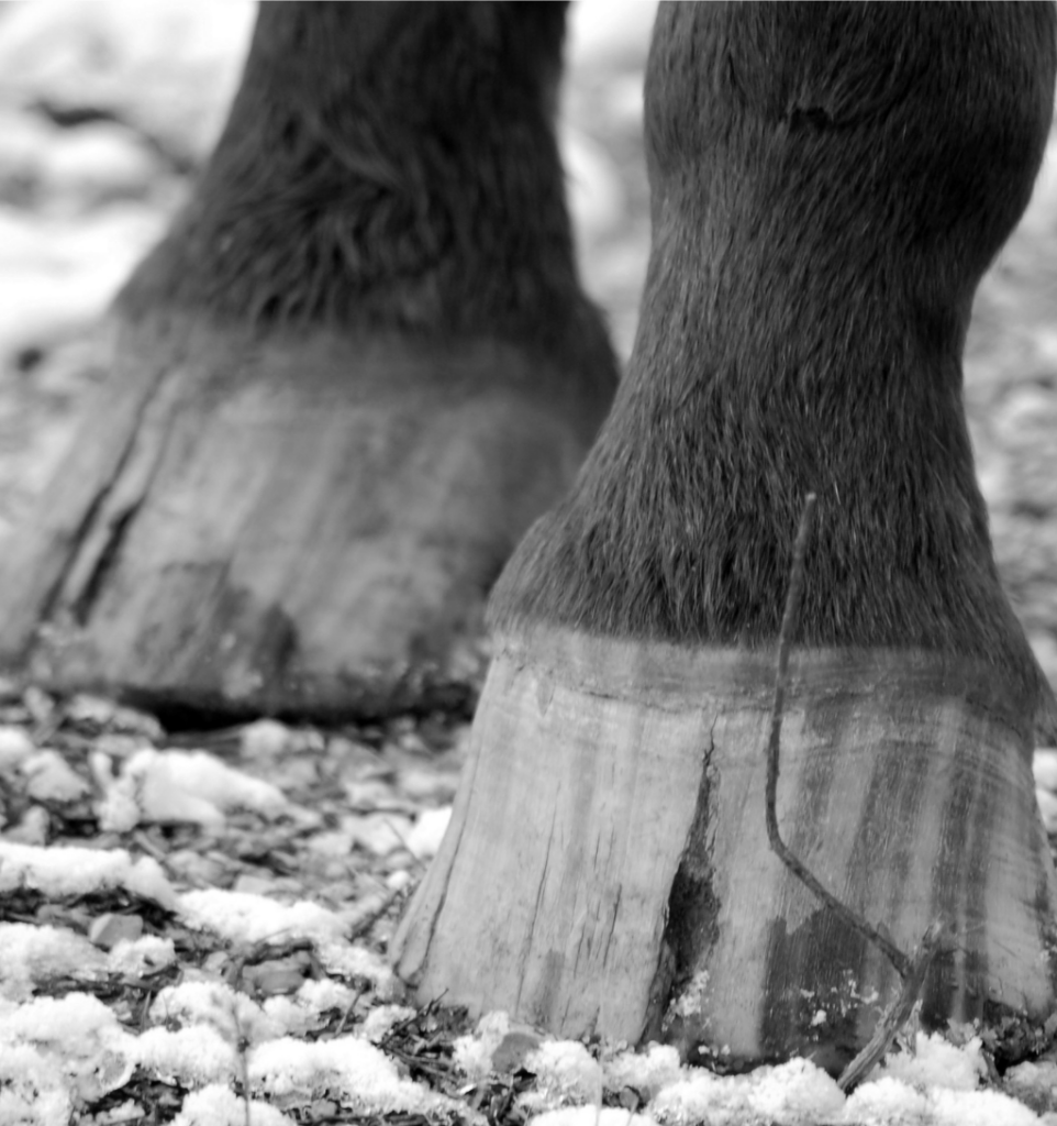 Qu’est-ce qu’une seime ?