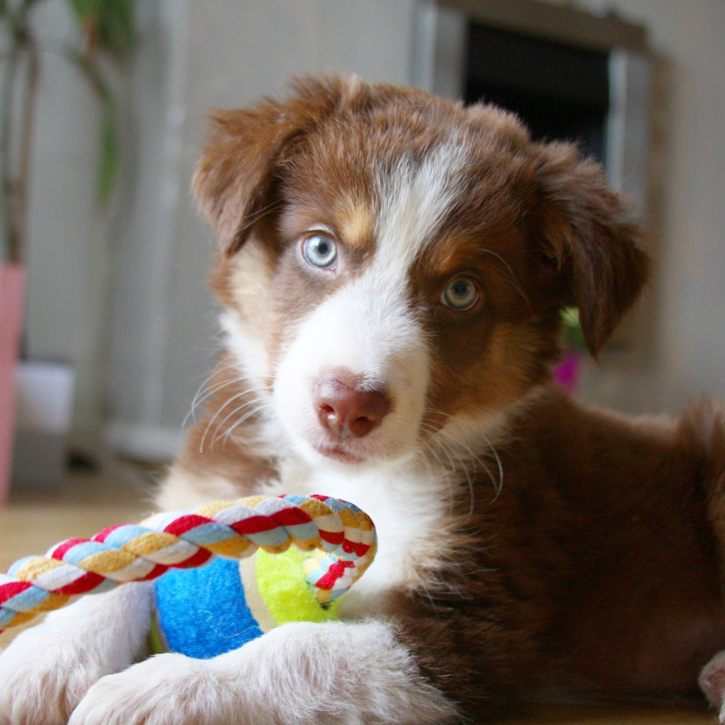 8 conseils pratiques pour éduquer votre chiot