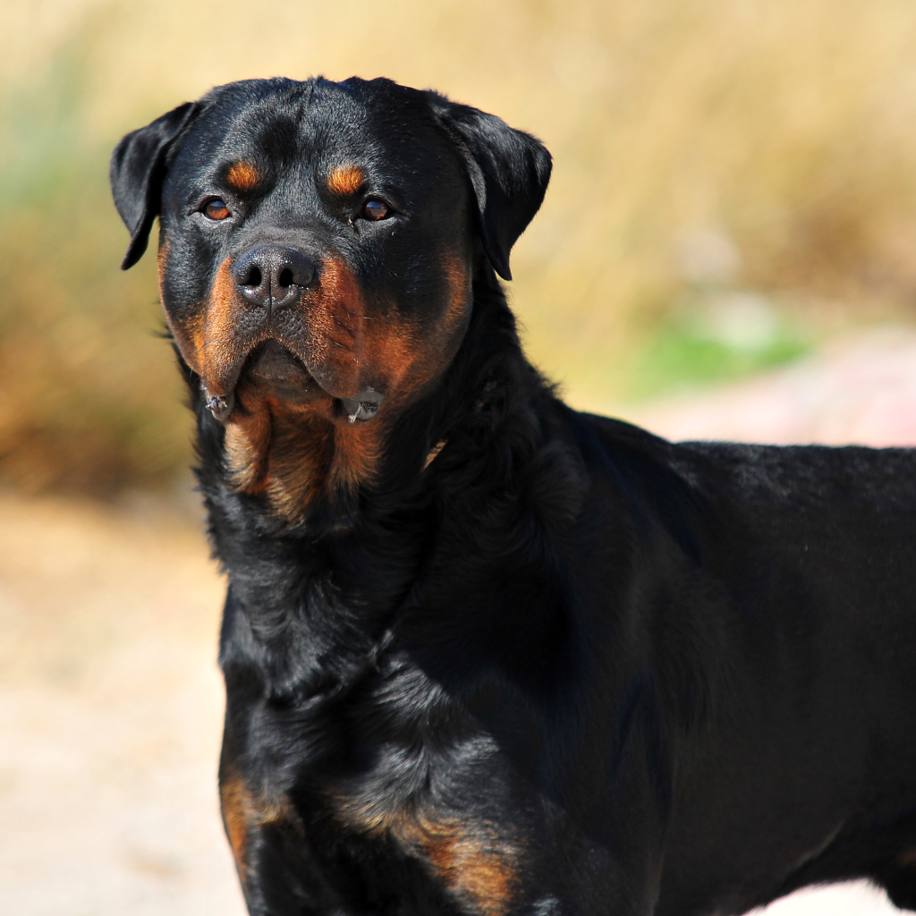 Caractéristiques physiques du Rottweiler