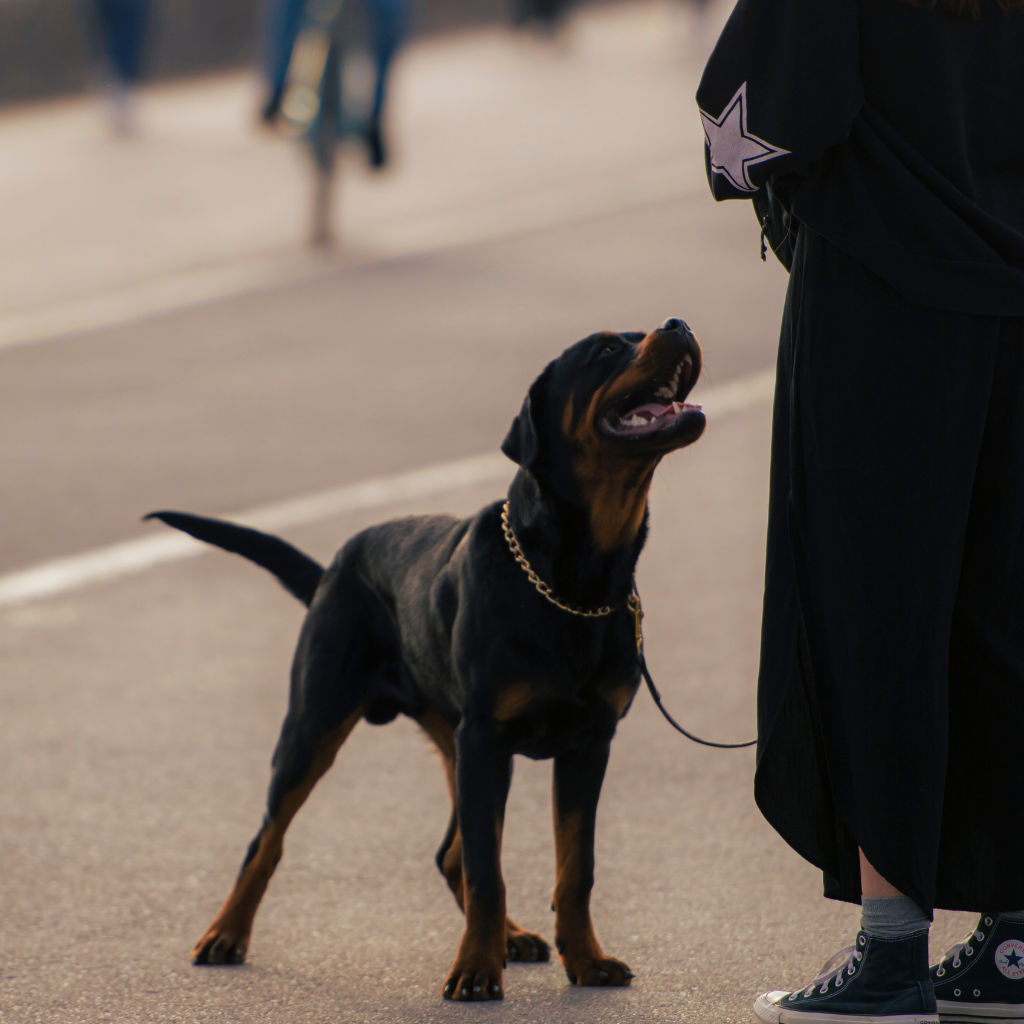 Rottweiler et vie en famille : les meilleures pratiques