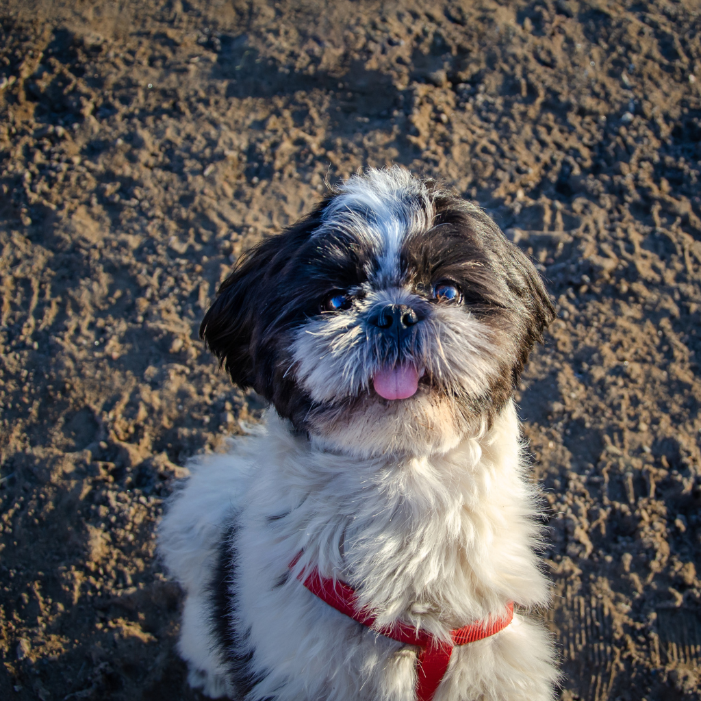 Activités et jeux recommandés pour un Shih Tzu