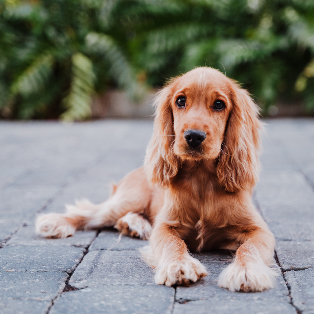 Tempérament et comportement du cocker anglais