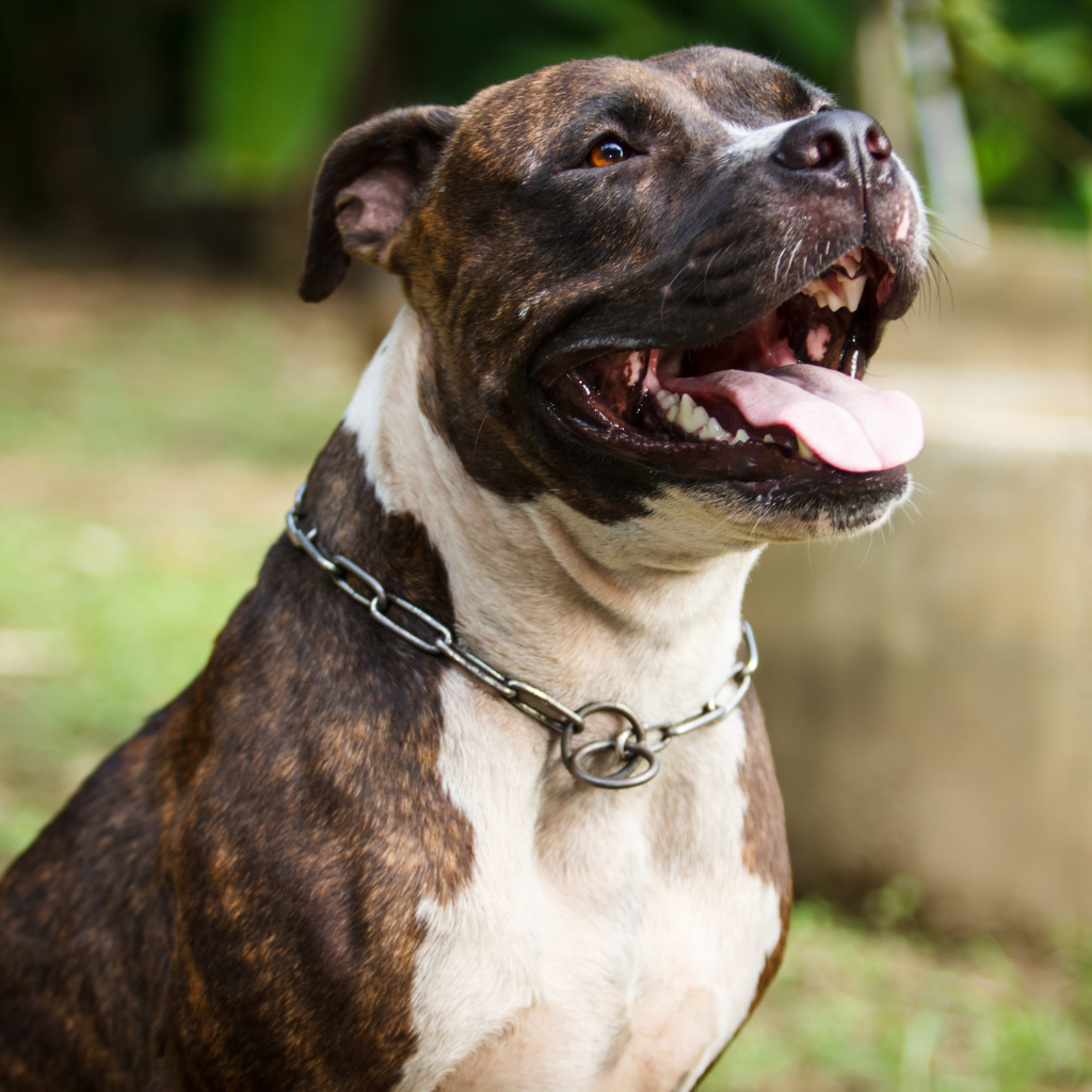 Tempérament et comportement du pitbull