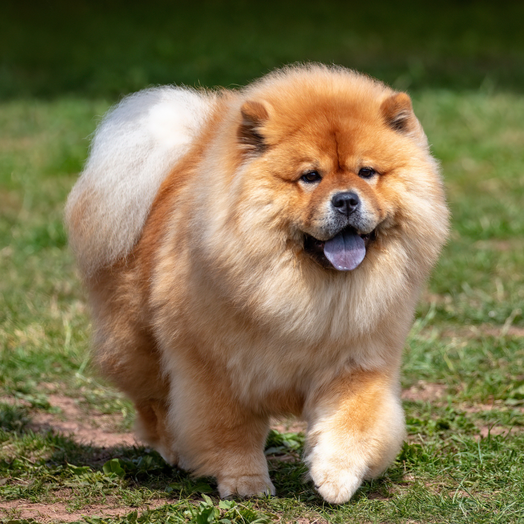 Comportement et personnalité du Chow chow