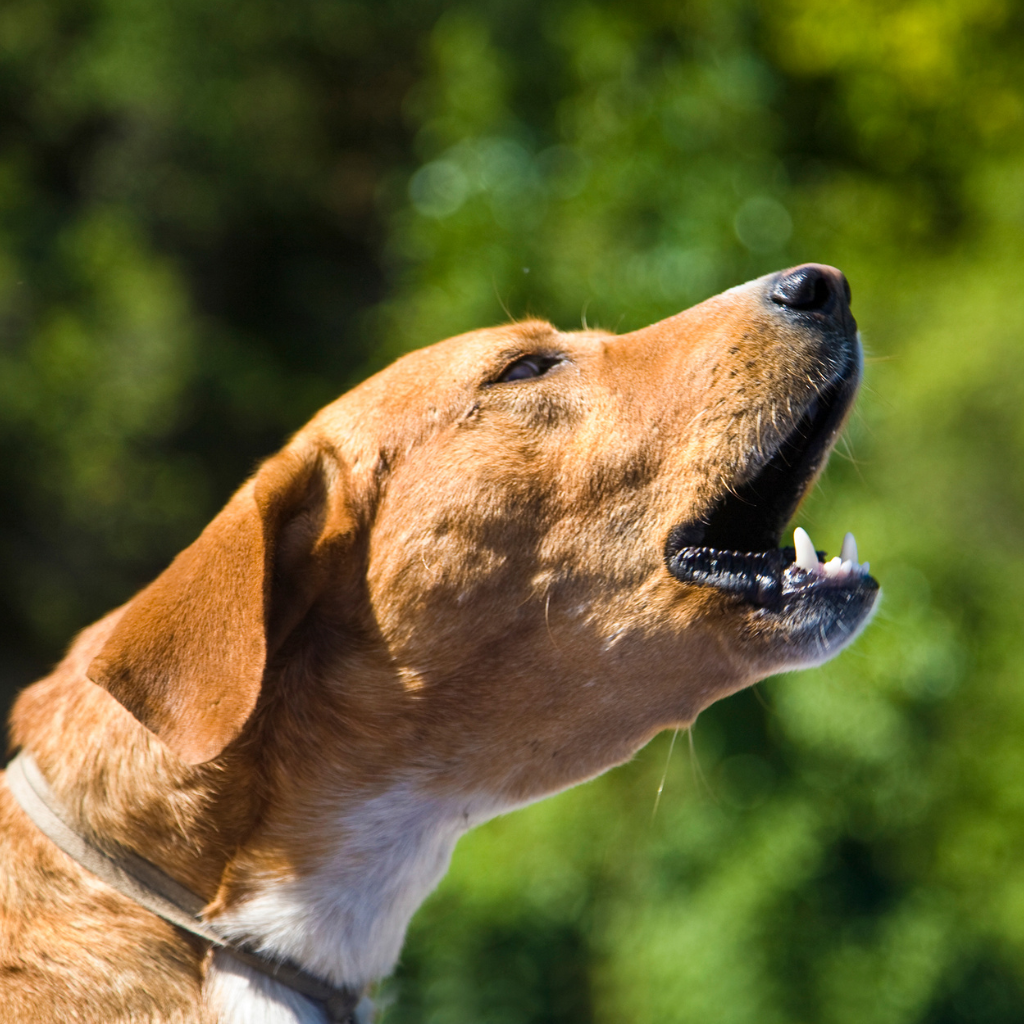 Comment calmer un chien qui aboie trop ?