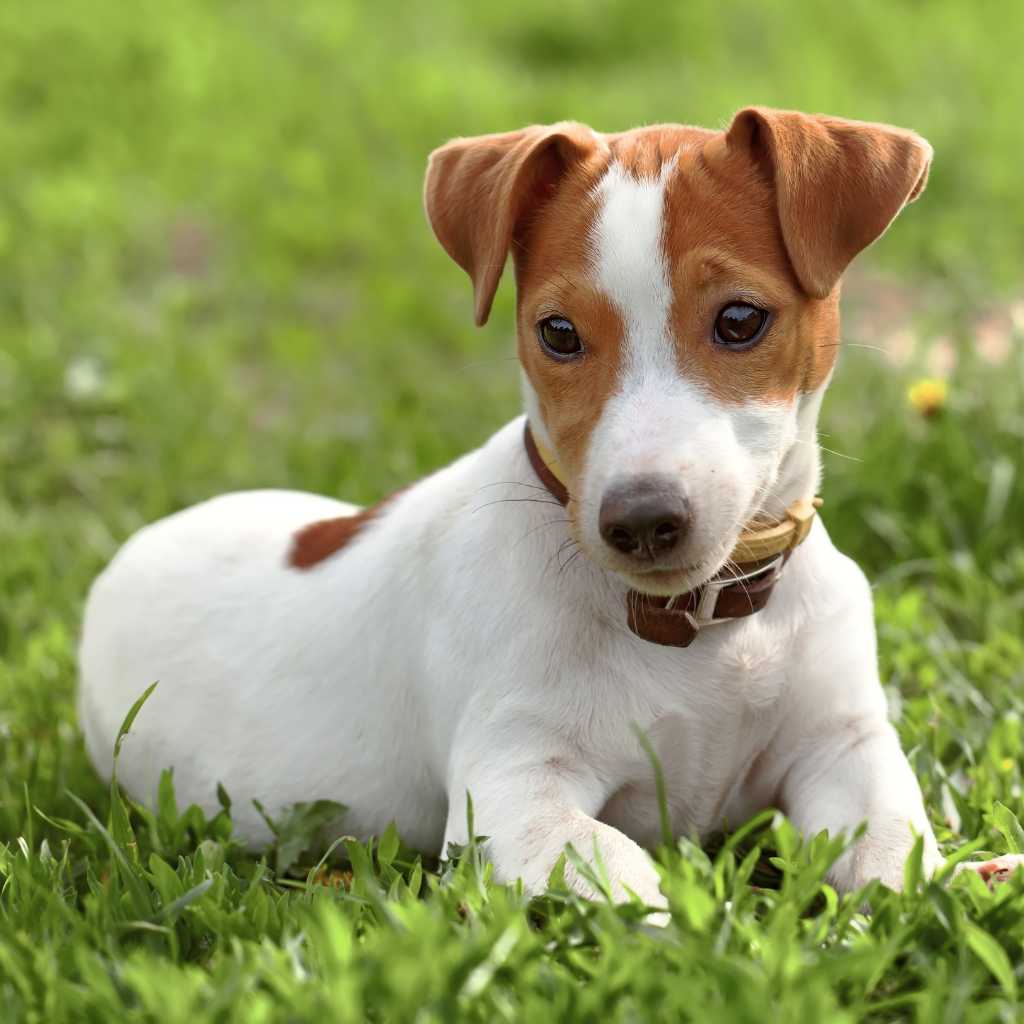 Tempérament et comportement du Jack Russell Terrier