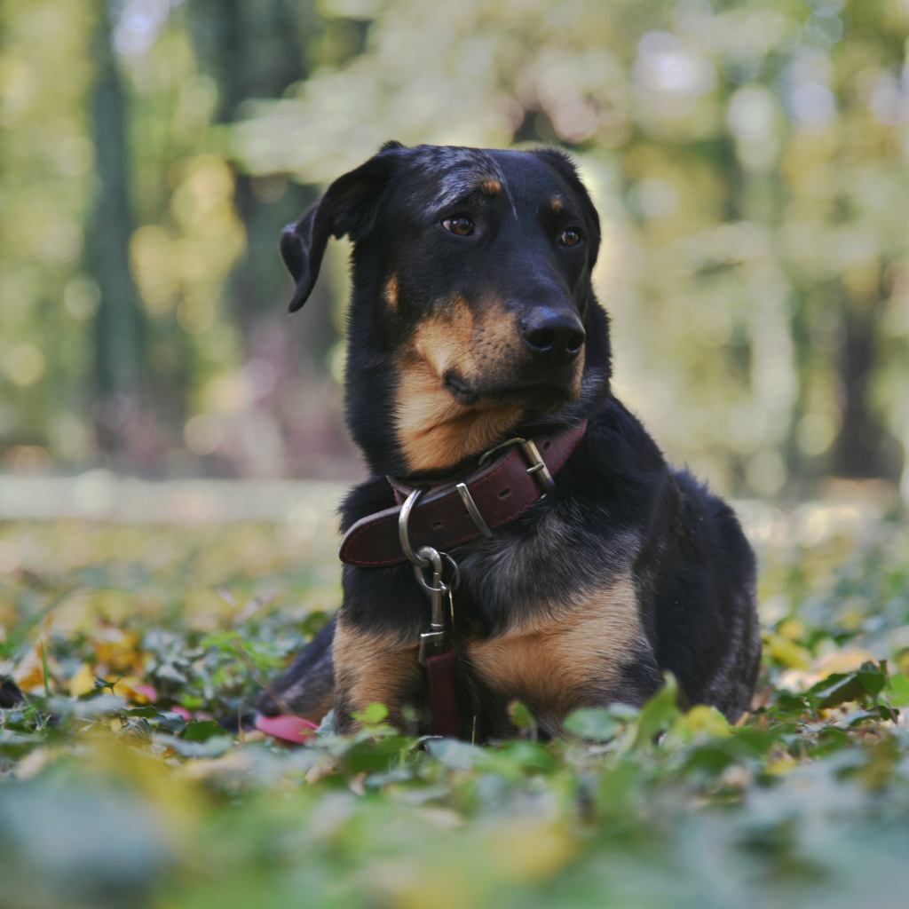 Un chien loyal et protecteur