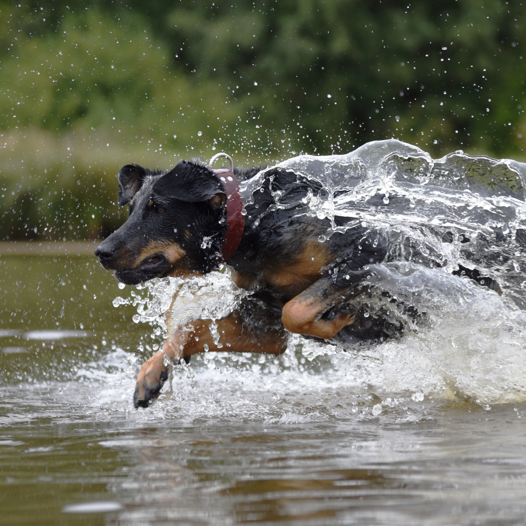 Énergie et besoin d'activité