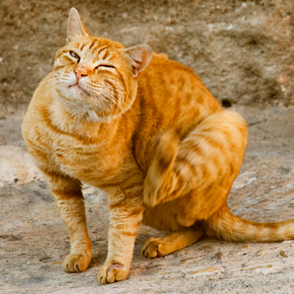 Les signes cliniques de la dermatite