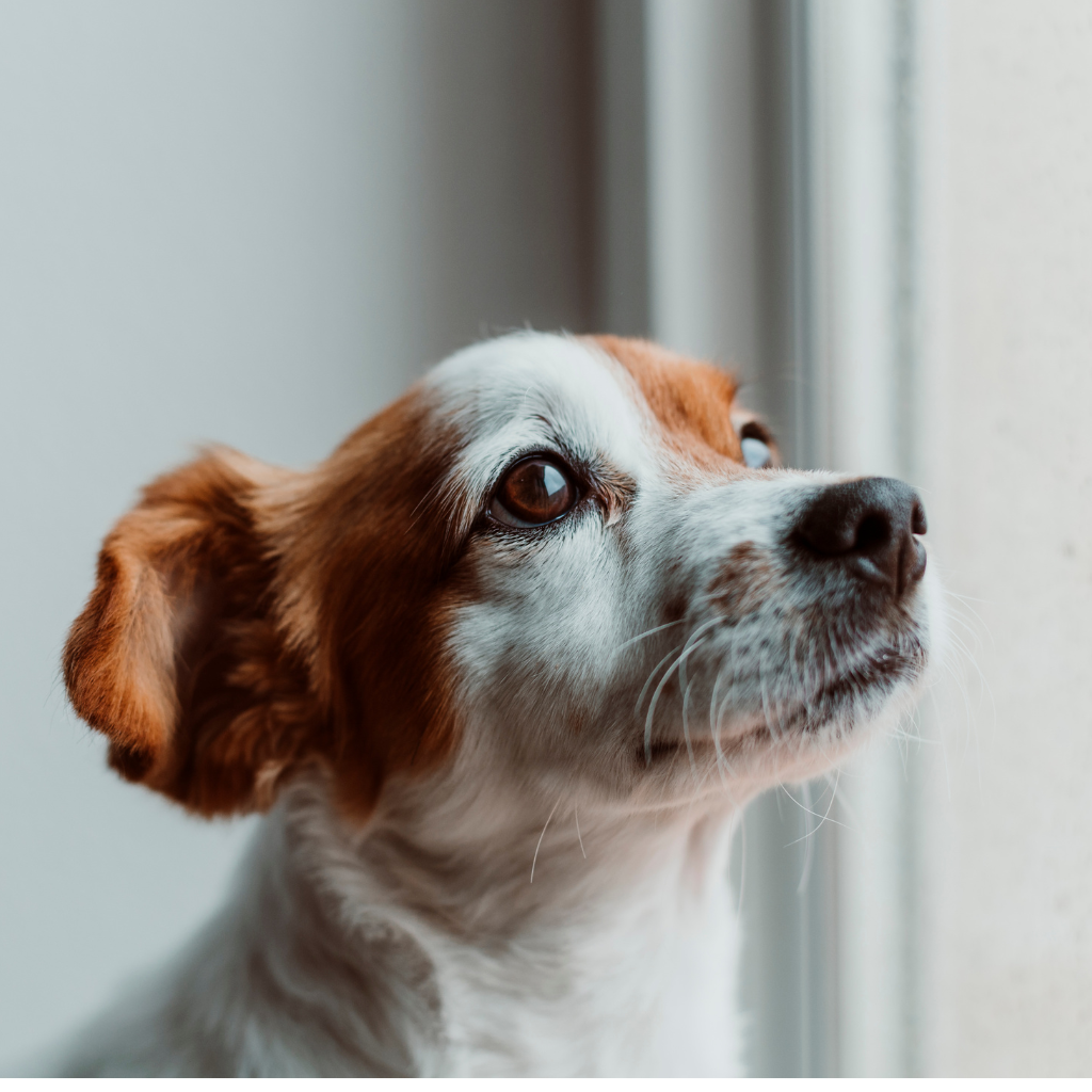 Comment gérer l'anxiété de séparation chez le chien ?