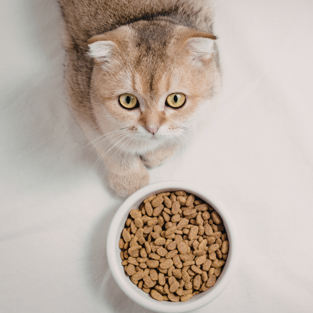 Alimentation et soutien de la peau