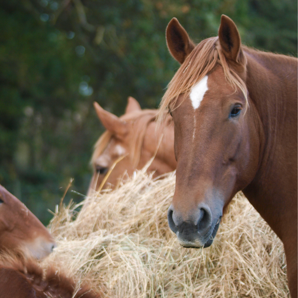Les 3 F : Food, Freedom et Friends