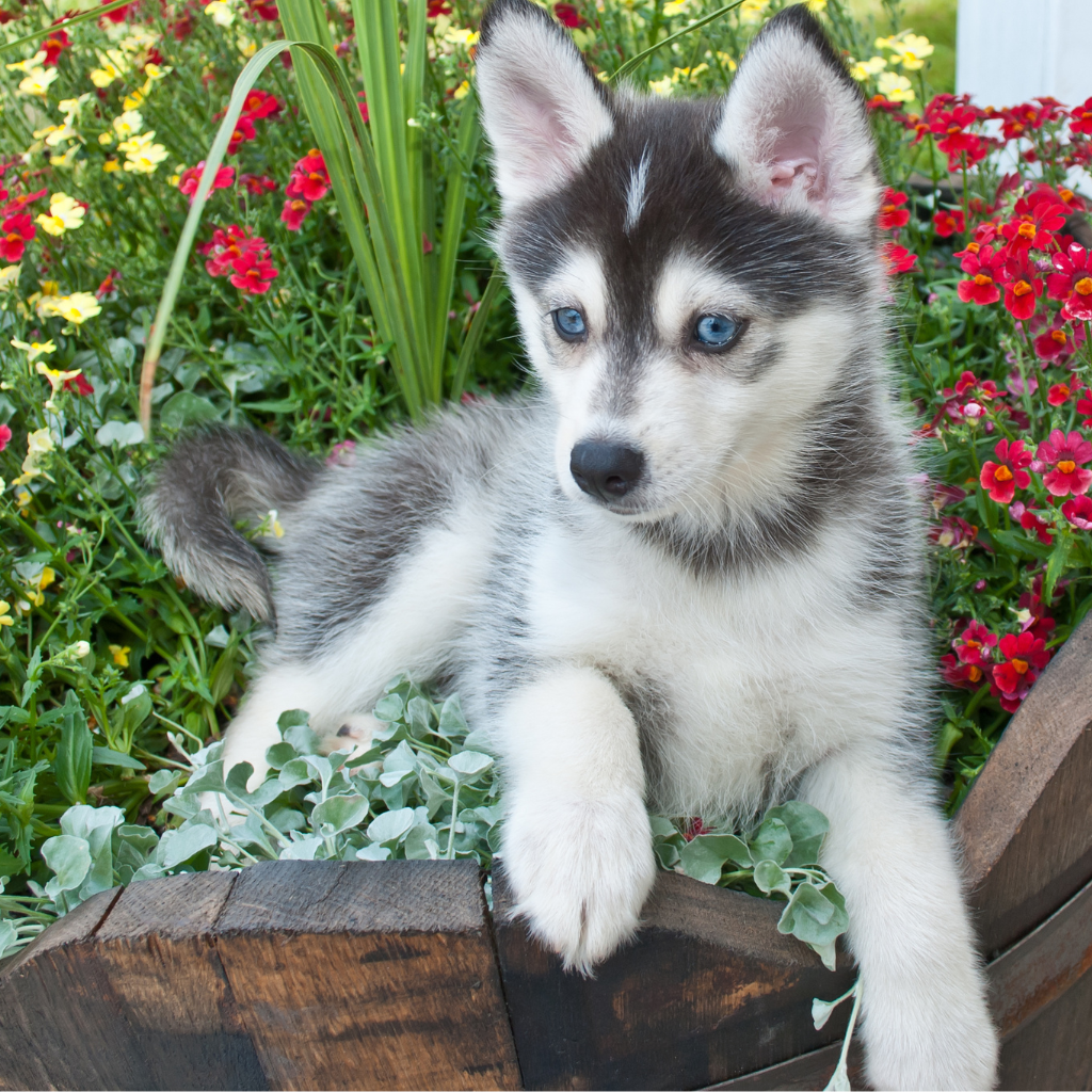 Les besoins en exercice du Pomsky