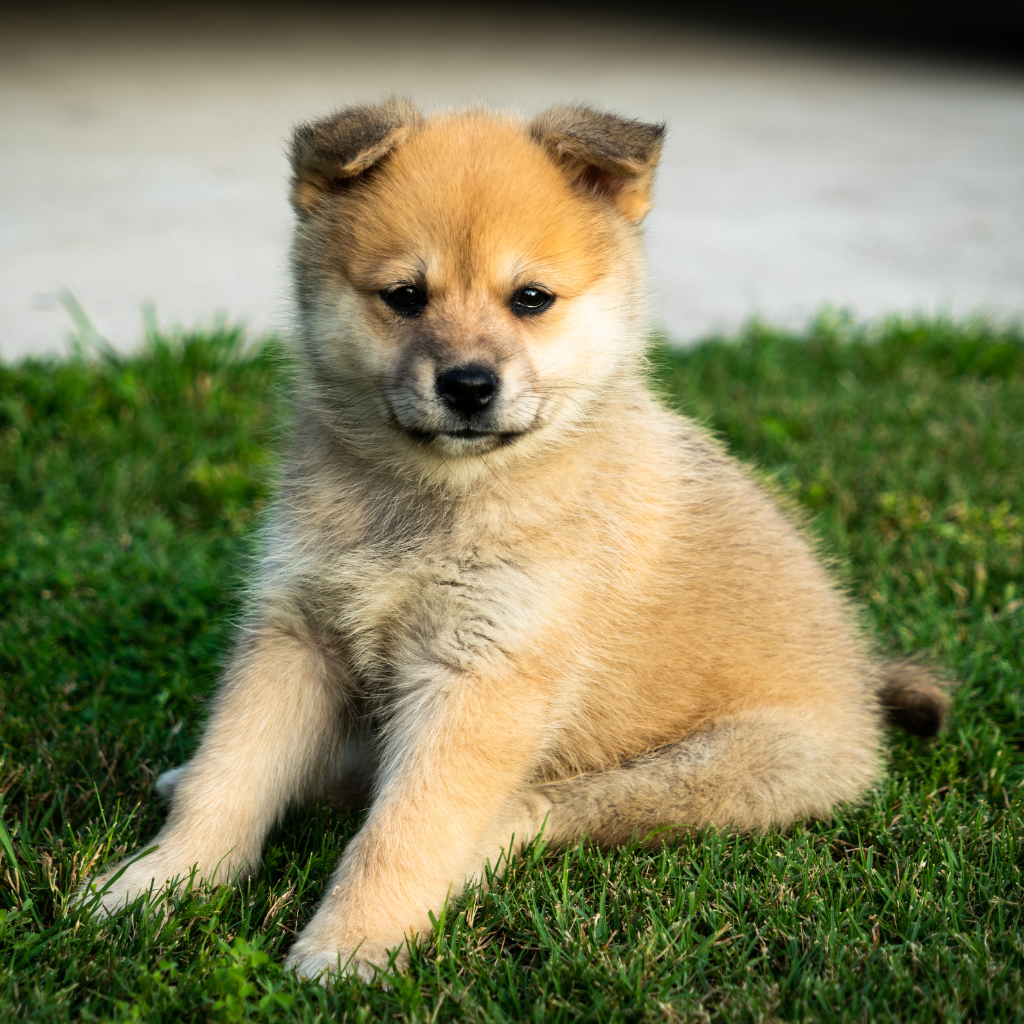 Le Pomsky, un compagnon idéal ?