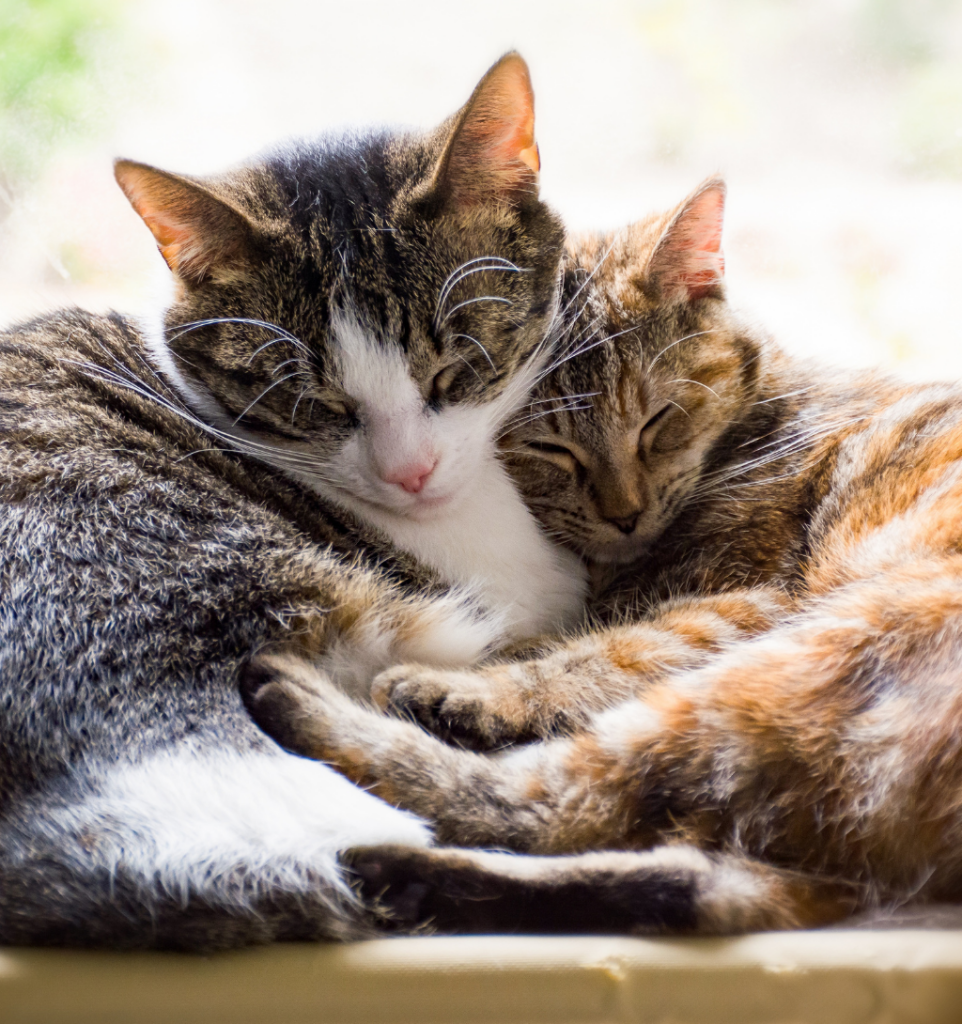 Ce qu'il faut retenir pour une cohabitation réussie